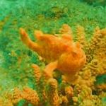 Photo Freckled frogfish, Spotted