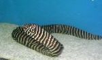 斑马海鳗