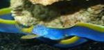 fotografie Blue Ribbon Eel, Albastru