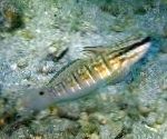 Sefur Banded Goby