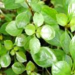Photo Creeping ludwigia, Narrow-leaf ludwigia, Green 