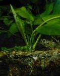 Эхинодорус лопатолистный (Эхинодорус широколистный)