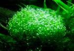 Photo Crystalwort, Green mosses