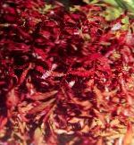 Photo Ammannia senegalensis, Red 