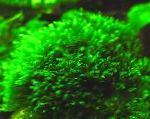 Фото Фіссіденс Сплечнобріоідес, Зелений мохи