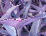 Nuotrauka Tradescantia, violetinė 