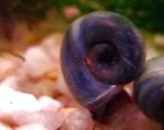 фотографија Ramshorn Snail, сив шкољка