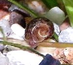 照 扁卷螺螺, 褐色 蛤