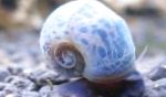 სურათი Ramshorn Snail, კრემისფერი მოლუსკები