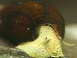 фотографија Rabbit Snail Tylomelania, жут шкољка