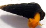 Фото Тиломелания (Улитка-кролик), красный моллюск