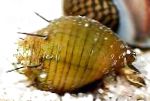 Hairly蜗牛