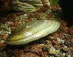 фотографија Painter's Mussels, зелена шкољка