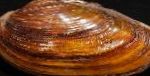 фотографија Painter's Mussels, браон шкољка