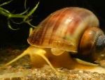 Фото Ампулярия (Яблучна Равлик), коричневий молюск