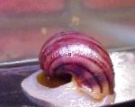 Bilde Mysteriet Sneglen, Eple Snegle, rosa musling