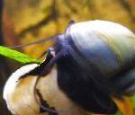 фотографија Mystery Snail, Apple Snail, плава шкољка