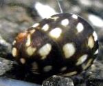 foto Fiume Nerite Theodoxus, nero mollusco