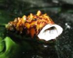 fotografija Pachymelania Byronensis, rjava školjka