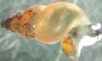 Foto Neuseeland Sumpfdeckelschnecke, beige muschel