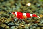 წითელი ბროლის Shrimp