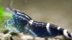 Shrimp Blue Bee