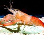 Foto Macrobrachium, punane krevett