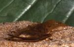 kuva Macrobrachium, ruskea katkarapu