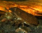 Фото Креветка Атья Скабра, коричневий креветки