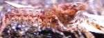 照 侏儒螯虾属Diminutus, 褐色 小龙虾