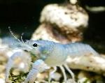 Foto Procambarus Cubensis, blå krebs