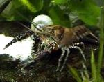 Foto Procambarus Spiculifer, brūns vēzis