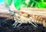 foto Procambarus Spiculifer, bruin rivierkreeft