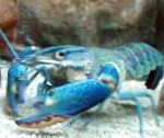 Red Claw Cray (Blue Lobster)