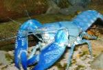 foto Yabby Ciano, azul lagostim