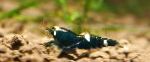 fénykép Bee Garnéla, fekete garnélarák