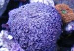 Blomkruka Korall