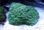 Honeycomb Korall