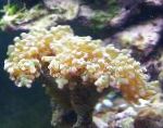 fotografija Kladivo Koral (Baklo Coral, Frogspawn Coral), rumena 
