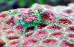 fotografija Ananas Koral (Luna Coral), pestra 