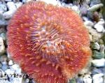 Foto Plade Koral (Champignon Coral), rød 