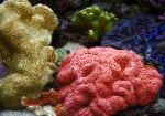Gelobde Brain Coral (Open Brain Coral)