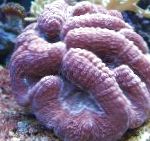 Foto Fligede Hjerne Koral (Åben Hjerne Koral), lilla 