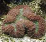 Foto Gelappt Hirnkoralle (Open Brain Coral), braun 