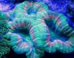 Foto Coral Cerebro Lobulado (Abierta Coral Cerebro), verde 