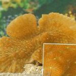 照 Merulina珊瑚, 黄 