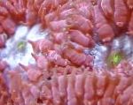 foto Coral Abacaxi, vermelho 