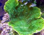 フォト Montipora色のサンゴ, 緑色 