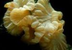 Bilde Fox Korall (Ridge Koraller, Jasmine Koraller), gul 