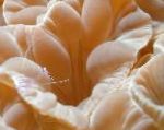 Líška Koral (Hrebeň Koral, Jazmín Koral)